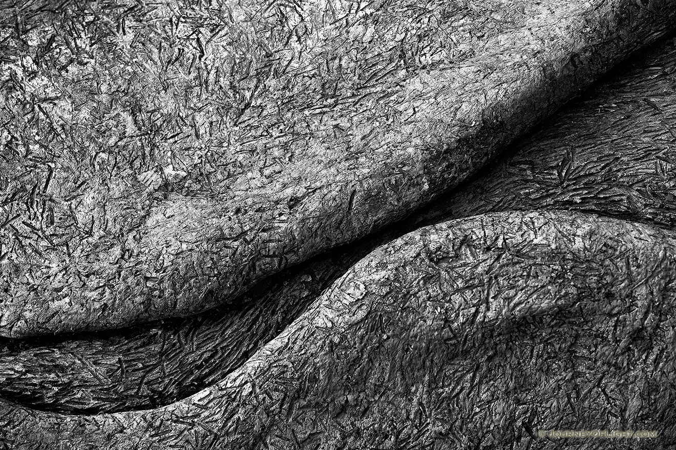 Patterns, contrasts and curves on a fallen log at DeSoto National Wildlife Refuge in eastern Nebraska. - DeSoto Picture