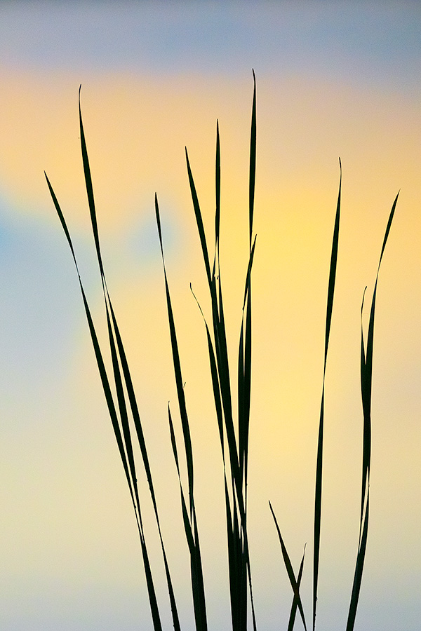 A landscape photograph a silhouette of reeds reflecting the colors of the setting sun on Shadow Lake, Nebraska - Nebraska Picture