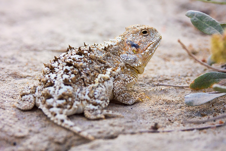 A Nebraska wildlife photograph of a Short-horned lizard at Toadstool Geologic Park in western Nebraska. - Nebraska Photography