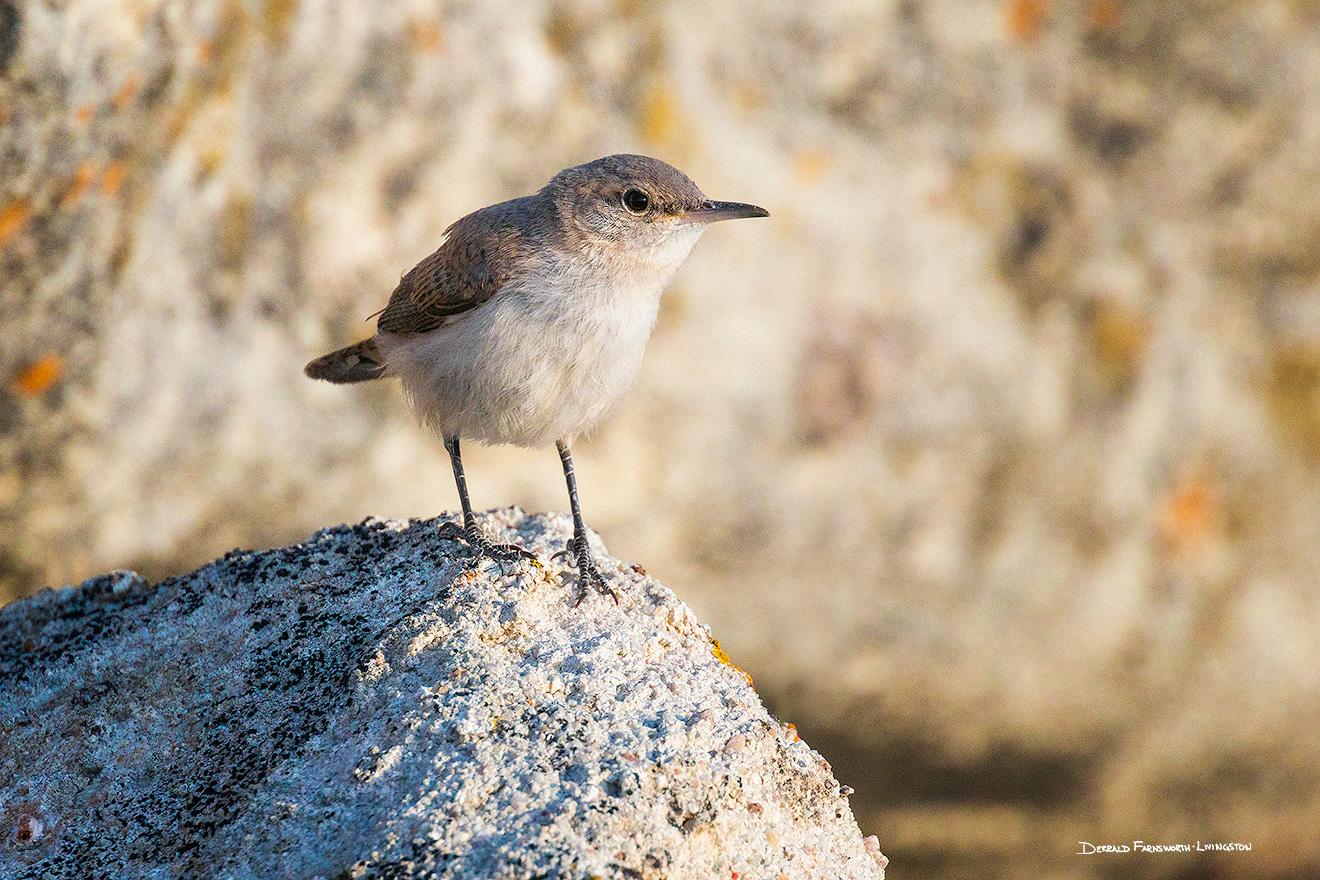 A Nebraska wildlife photograph of a rock wren on a boulder at Toadstool Geologic Park. - Nebraska Picture