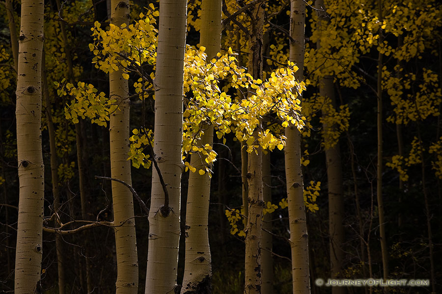 A single patch of aspen leaves are lighted by the filtered sun. - Colorado Photography