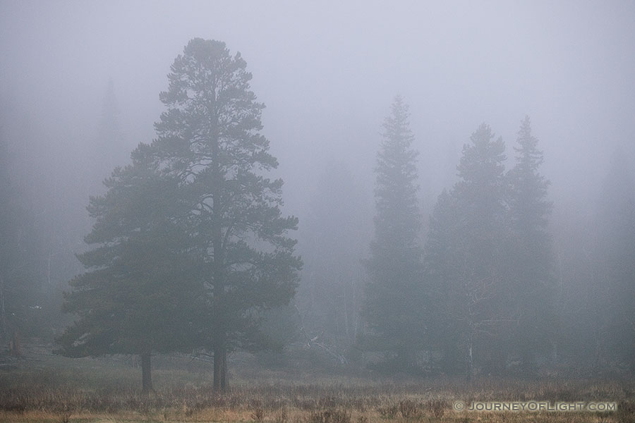 Two trees embrace in the fog at Horseshoe Park in Rocky Mountain National Park, Colorado. - Rocky Mountain NP Photography