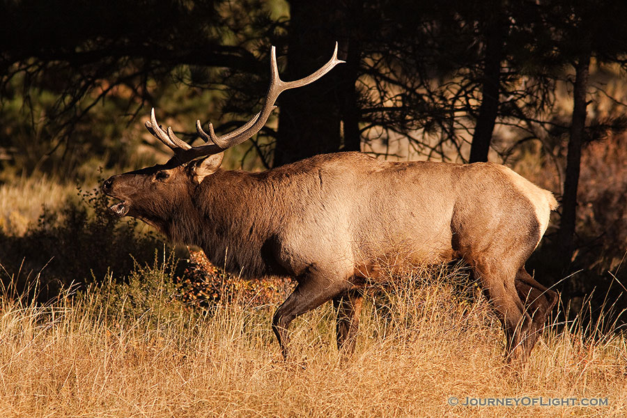 Fresh from a spar, the winner bugles his victory, the sound echoing throughout the valley. - Rocky Mountain NP Photography