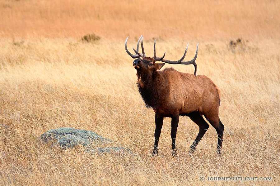 Protecting his large harem, this bull elk bugles while patroling, asserting his dominance. - Rocky Mountain NP Photography