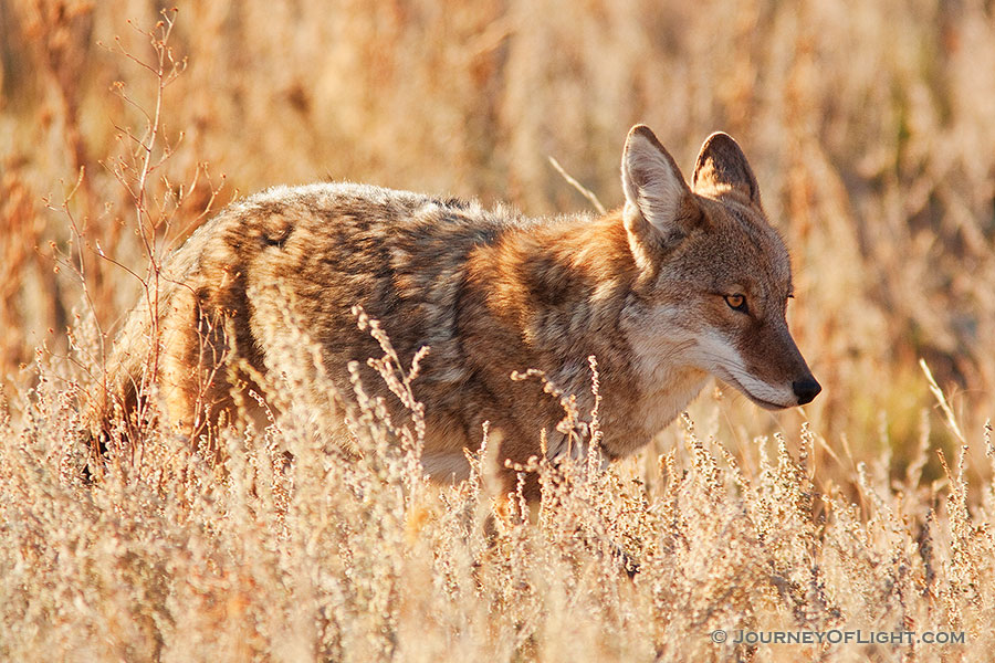 A coyote quickly makes his way through the grassy meadow in Moraine Park in Rocky Mountain National Park. - Rocky Mountain NP Photography