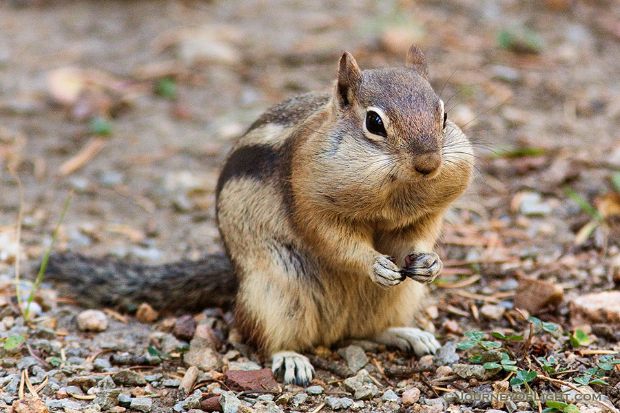 A Colorado Chipmunk pauses for an instance before continuing to forage for the upcoming winter. - Rocky Mountain NP Photography