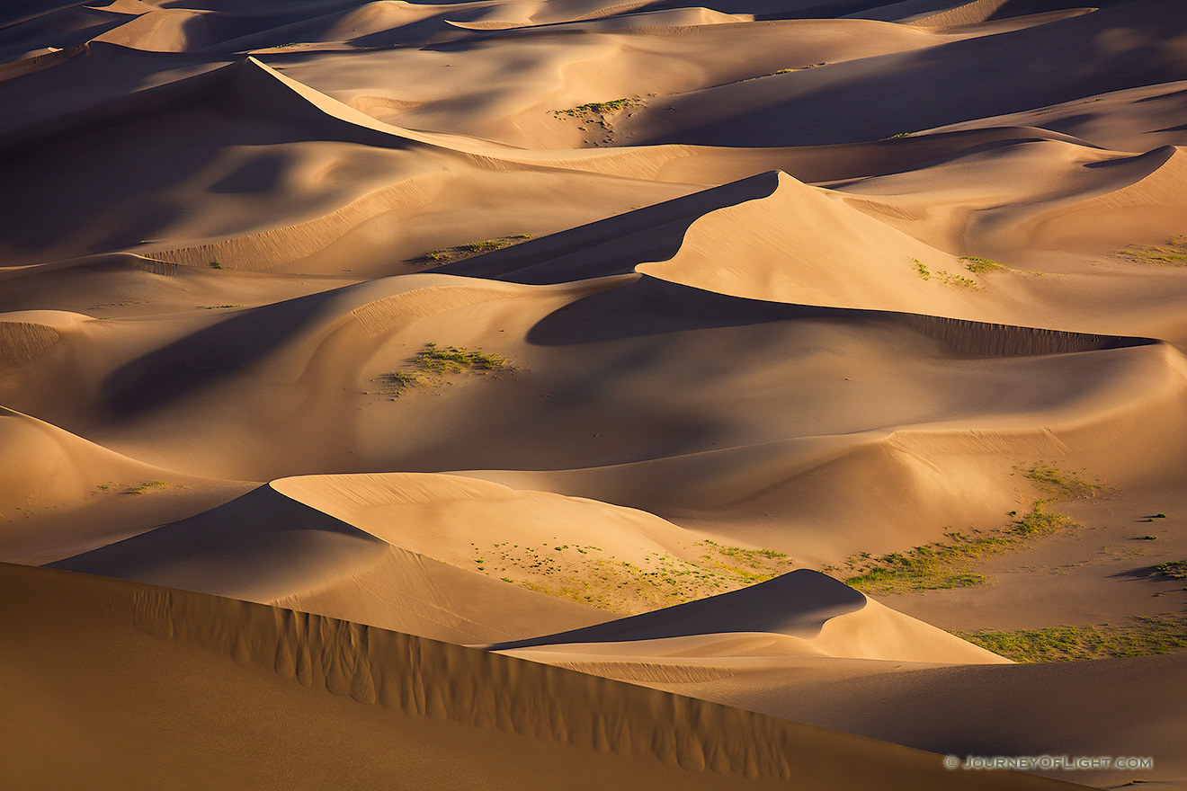 A collection of sand dunes glow in the morning sun at Great Sand Dunes National Park, Colorado. - Great Sand Dunes NP Picture