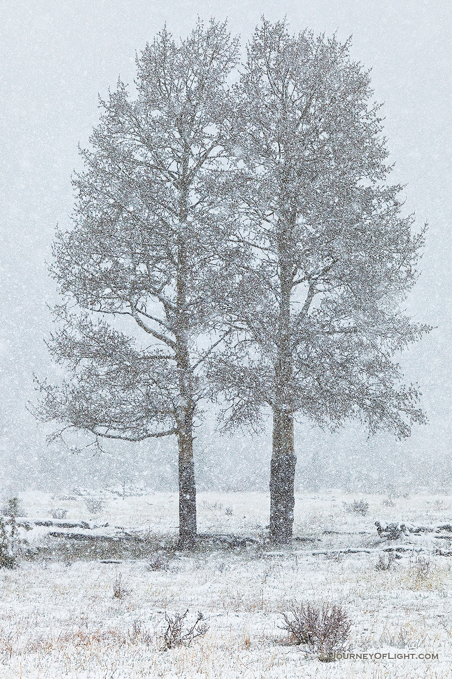 Two aspen trees withstand time and the elements together in Horseshoe Park in Rocky Mountain National Park, Colorado. - Rocky Mountain NP Picture