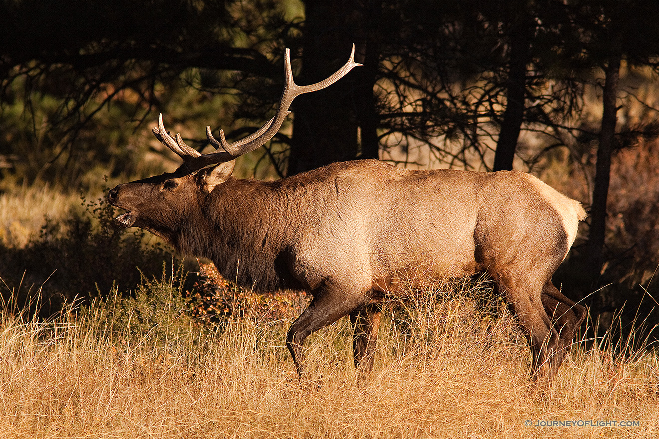 Fresh from a spar, the winner bugles his victory, the sound echoing throughout the valley. - Rocky Mountain NP Picture