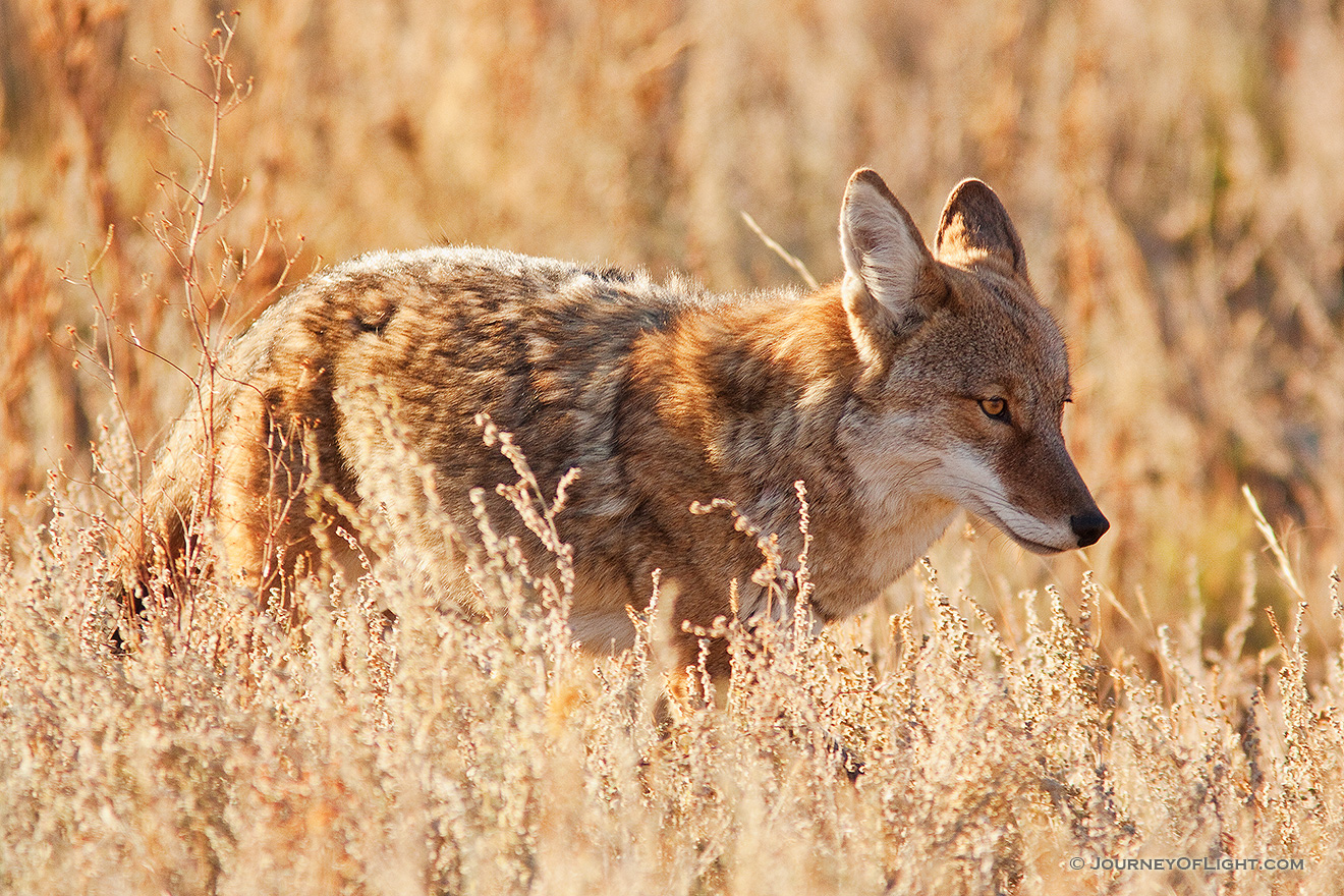 A coyote quickly makes his way through the grassy meadow in Moraine Park in Rocky Mountain National Park. - Rocky Mountain NP Picture