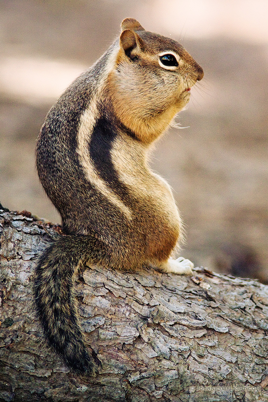 A Colorado Chipmunk pauses for an instance before continuing to forage for the upcoming winter. - Rocky Mountain NP Picture