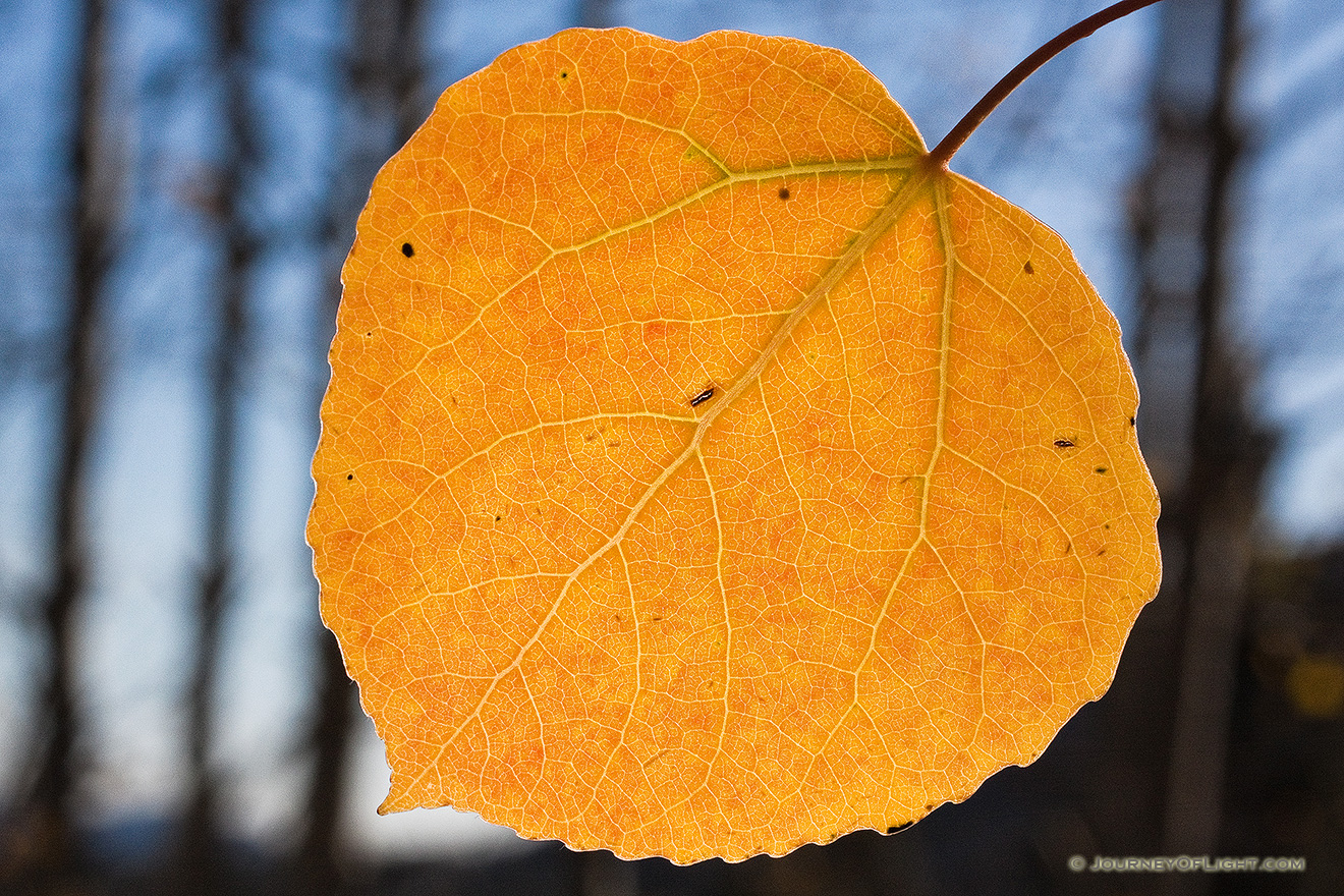 A yellow and red leaf hangs alone from an aspen tree on the Alberta Falls trail in Rocky Mountain National Park.  Soon, even the gentliest of breezes will wisk it away. - Rocky Mountain NP Picture