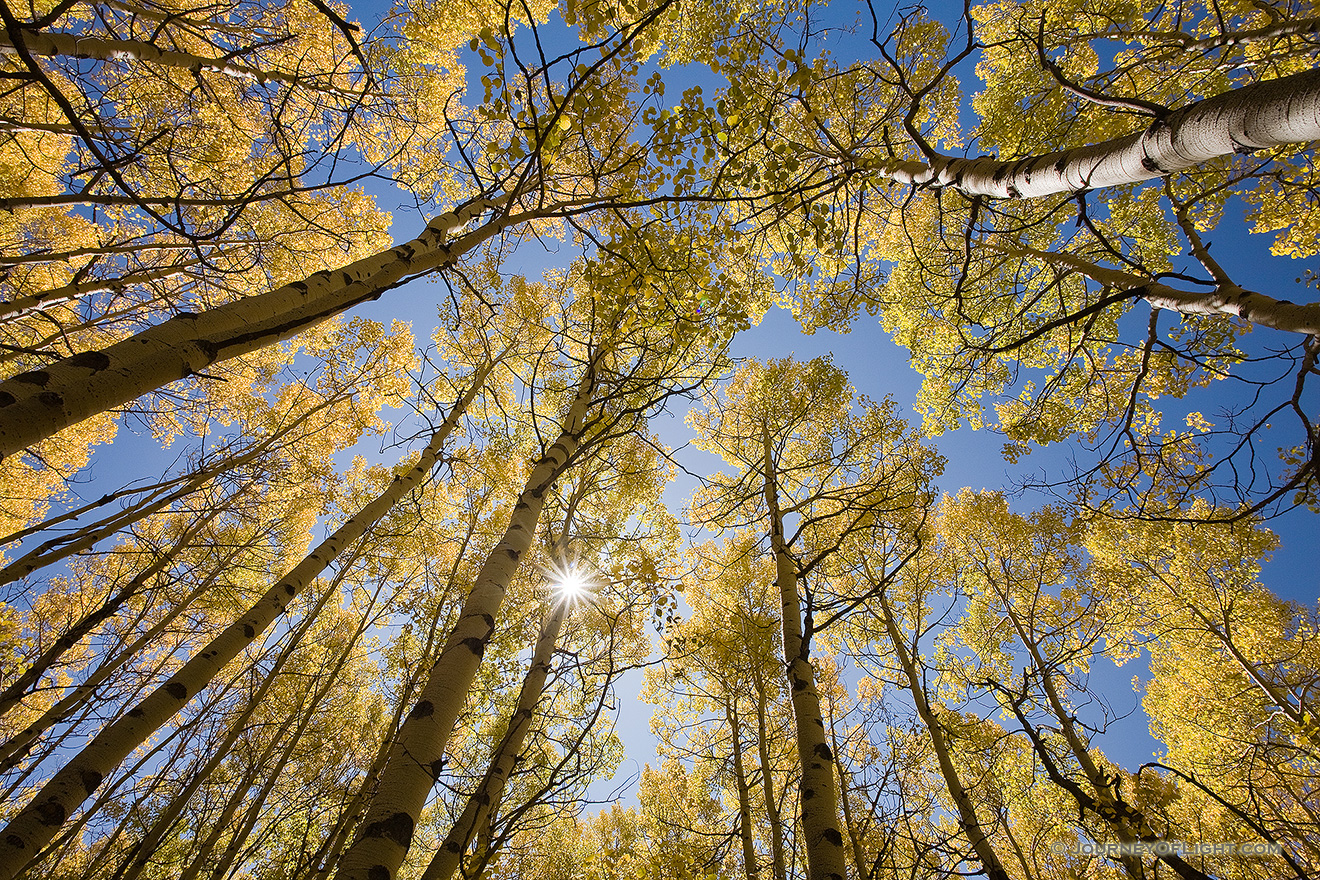 With only an occasional rustle, sunlight streams down on the forest landscape causing the aspen trees to glow with a golden brillance during the autumn in Colorado. - Colorado Picture