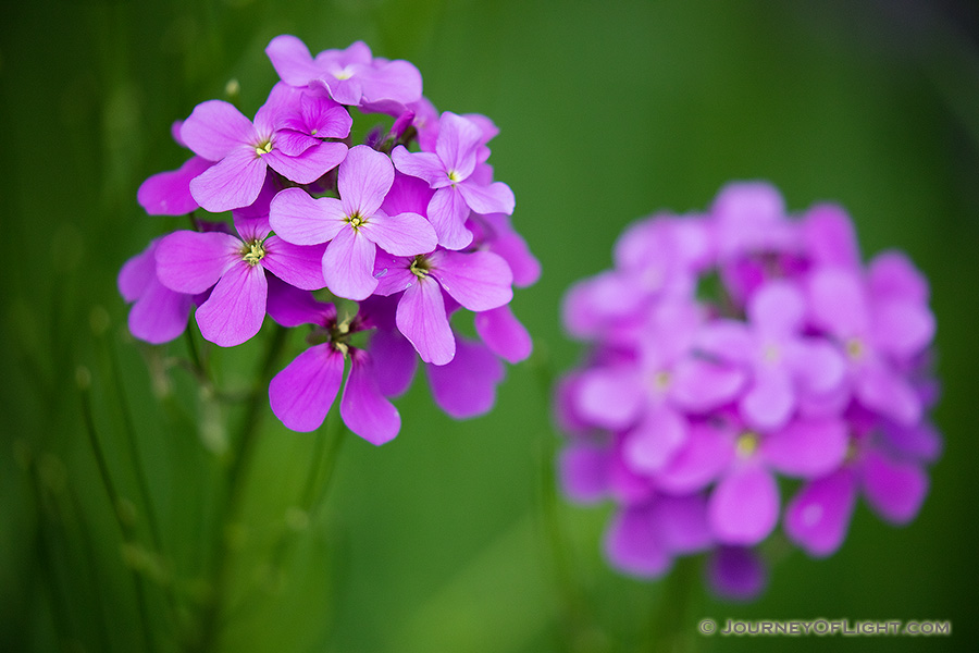 The petals of a bright purple Dames Rocket compliment the dark greens of the forest. - Nebraska Photography