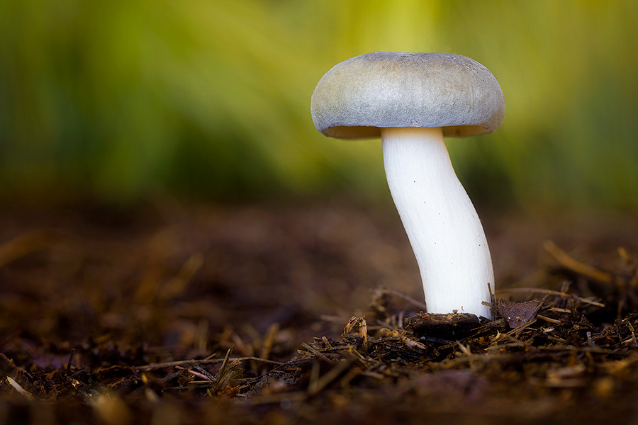 A toadstool grows in the deeply shaded areas of Arbor Day Lodge State Park in Nebraska City. - Arbor Day Lodge SP Photography