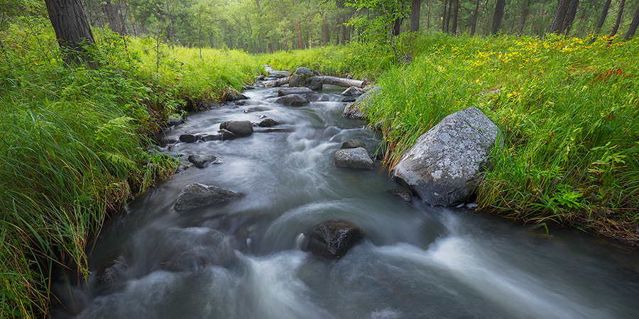 A panoramic scenic photograph of Grace Coolidge Stream through the forest in Custer State Park, South Dakota. - South Dakota Photography