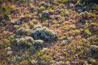 An abstract of foliage illuminated by the summer sunrise in western Nebraska. - Nebraska Photography