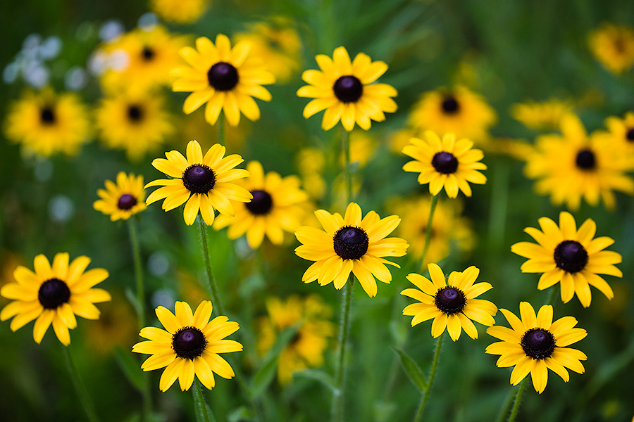 Black-eyed Susans bloom on a warm summer day at Platte River State Park in eastern Nebraska. - Platte River SP Photography