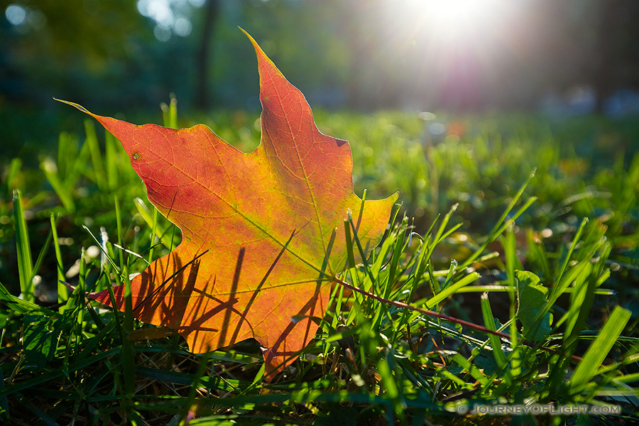 During the last couple of weeks of October my family and I always make a journey to Nebraska City to take in the seasonal changing of the leaves and some apple fritters/pie/donuts.  While strolling the Arbor Day Lodge State Park grounds I found this lovely leaf and had to get down and dirty to capture this image with the day's last bit of sunlight streaming through the trees.  I never mind getting dirty, especially to capture scenes like this! - Arbor Day Lodge SP Photography