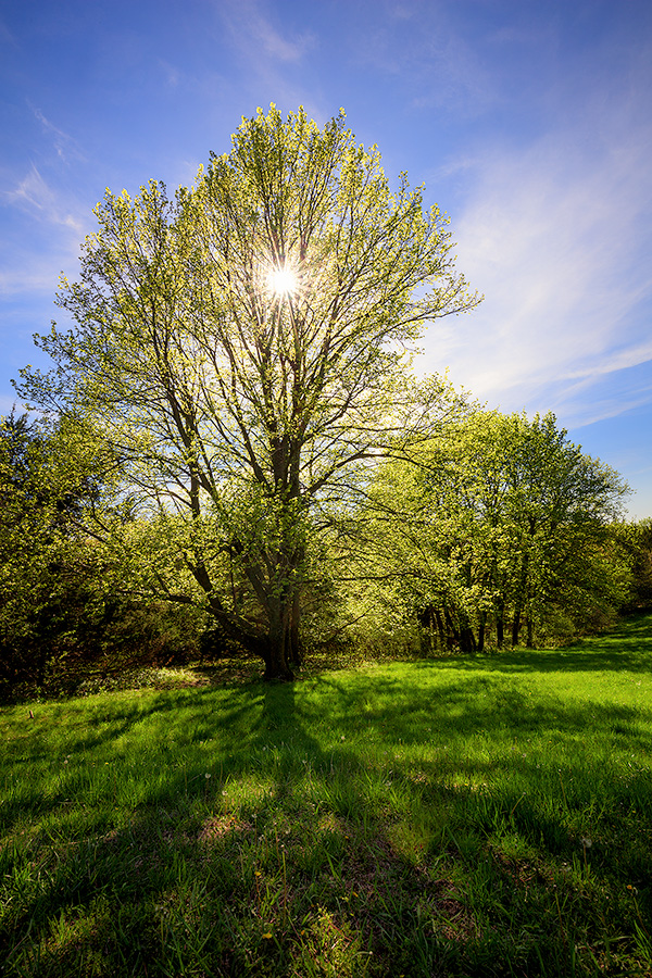 The warm sun shines through the trees on a beautiful spring evening at Platte River State Park. - Platte River SP Photography