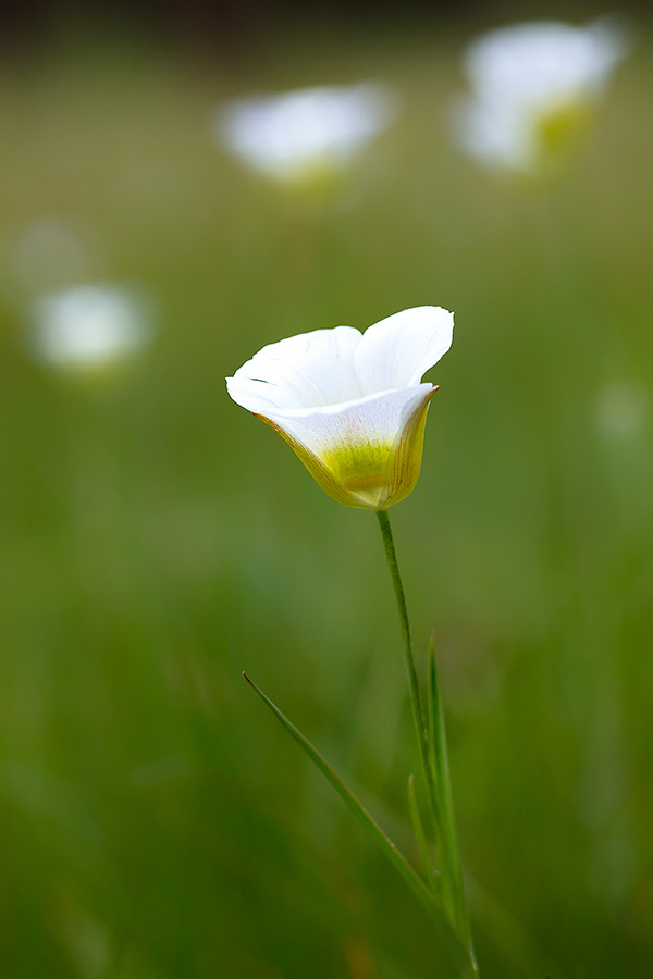 A field of Mariposa Lilies bloom in a small field surrounded by pine trees in Jewel Cave National Park in South Dakota. - South Dakota Photography