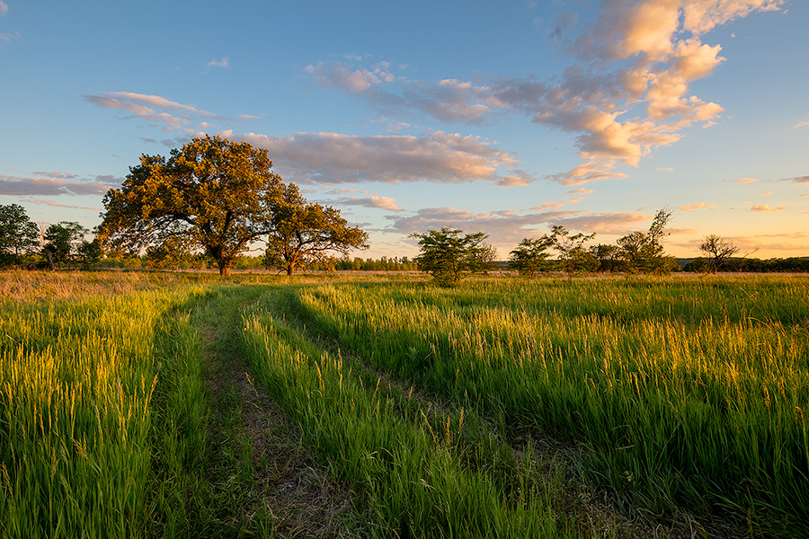 A scenic landscape photograph of an old country road with two Oak trees in a prairie in eastern Nebraska. - Nebraska Photography