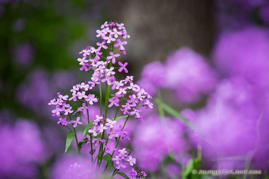 At Schramm State Park Recreation Area, beautiful lavendar Dames Rocket grow across the forest floor. - Nebraska Photography