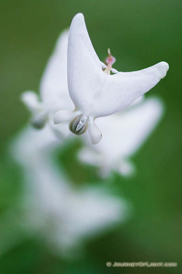 Dutchman's Breeches spring from the forest floor of Schramm State Recreation Area in late April. - Schramm SRA Photography