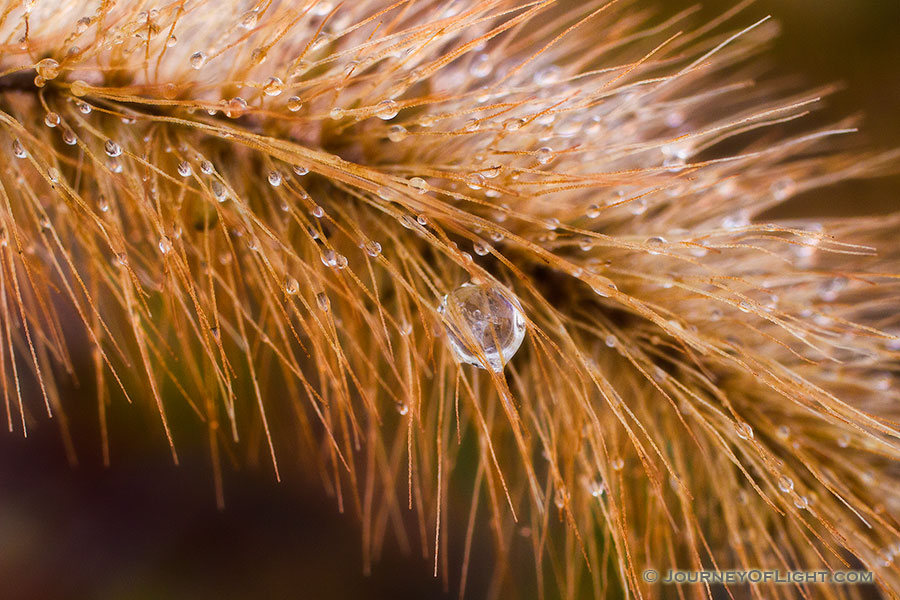 On a cold November evening, frost formed on the foxtails near the Missouri River at Ponca State Park in Nebraska. In the morning sun the frost soon turned to droplets that still clung to the delicate bristles. - Nebraska Photography