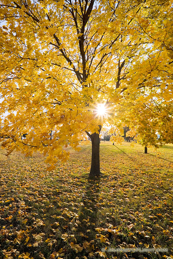 The sun shines through the branches of a maple whose leaves recently turned bright yellow at Branched Oak Lake State Recreation Area in Lancaster County, Nebraska. - Nebraska Photography