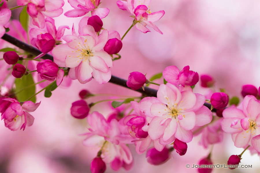 A branch of spring blossoms on a tree at Schramm State Recreation Area. - Nebraska Photography