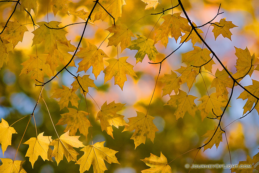 From a branch of autumn leaves, a patten of fall leaves display their warm, inviting colors. - Arbor Day Lodge SP Photography