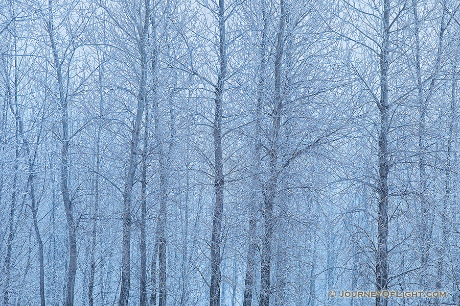 Hoarfrost clings to a stand of cottonwoods at Boyer Chute National Wildlife Refuge, Nebraska. - Boyer Chute Photography