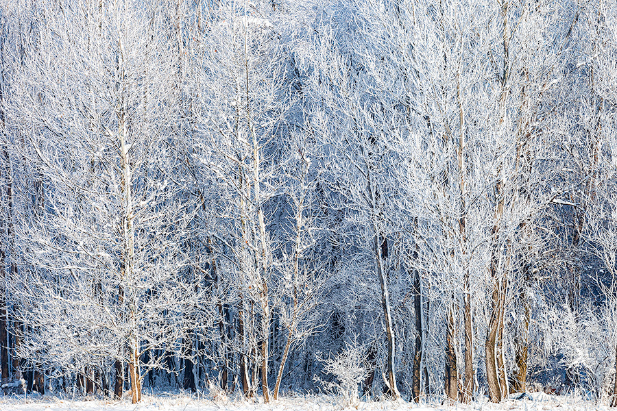 A landscape photograph of hoarfrost on a forest at Chalco Hills Recreation Area, Nebraska. - Nebraska Photography