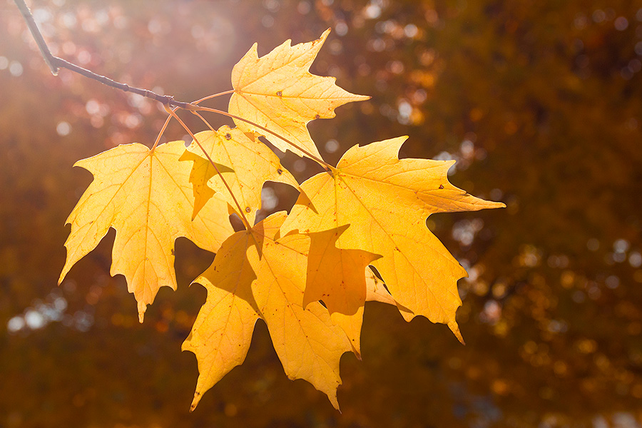 Leaves are backlit by the midday sun in the OPPD Arboretum in Omaha, Nebraska. - Nebraska Photography