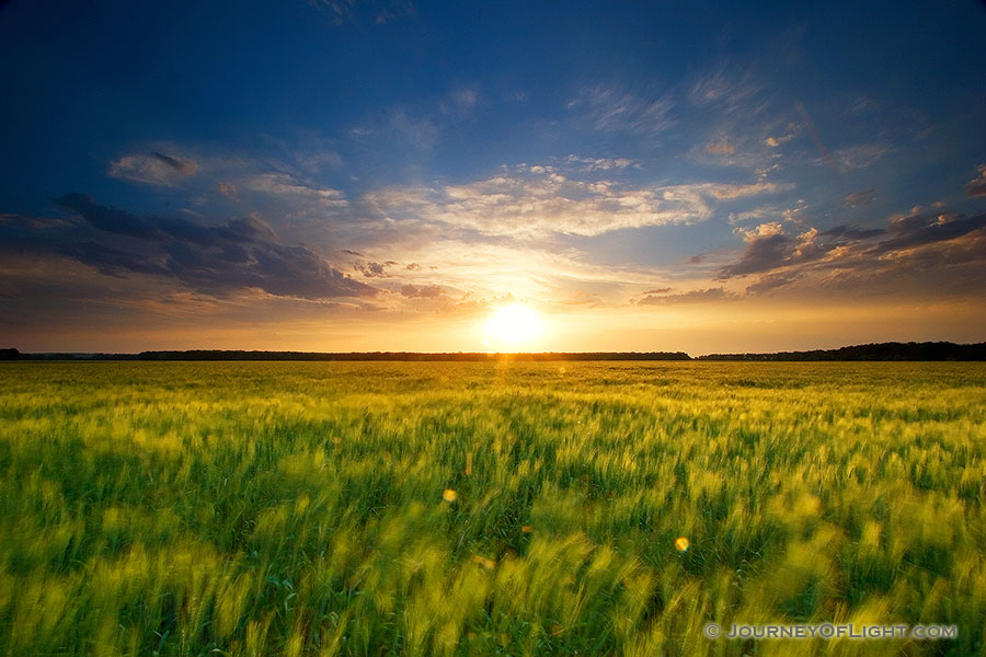 Taken right before sunset on a wheatfield in DeSoto Bend National Wildlife Refuge. - DeSoto Photography