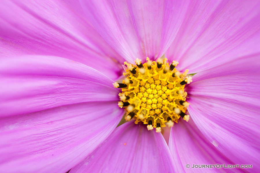 A bloom from the wildflower garden at Ponca State Park northeastern Nebraska. - Nebraska Photography