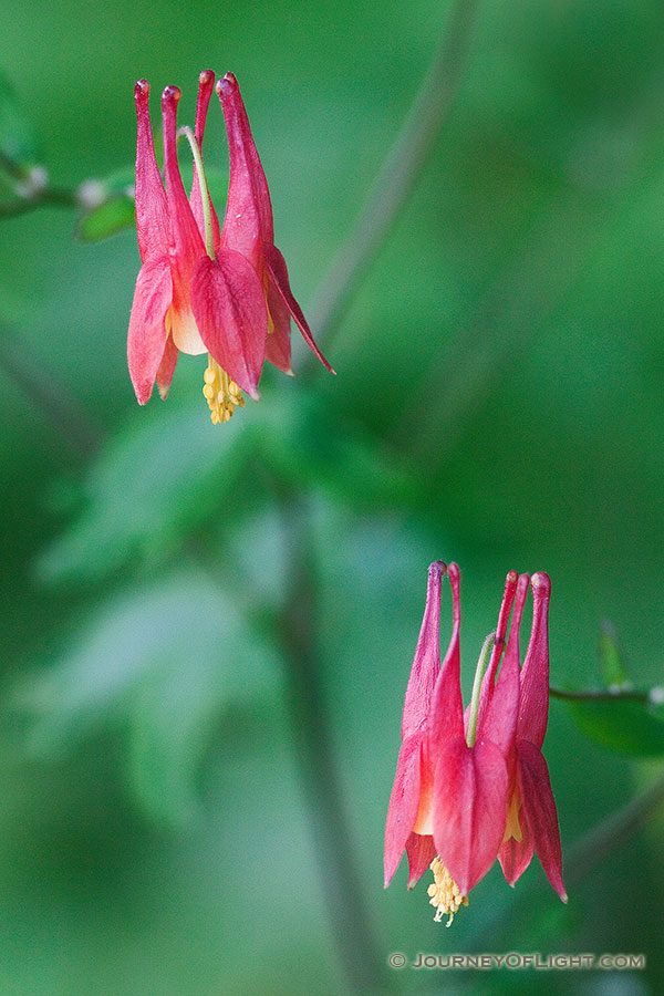 A Columbine blooms at Ponca State Park northeastern Nebraska. - Nebraska Photography