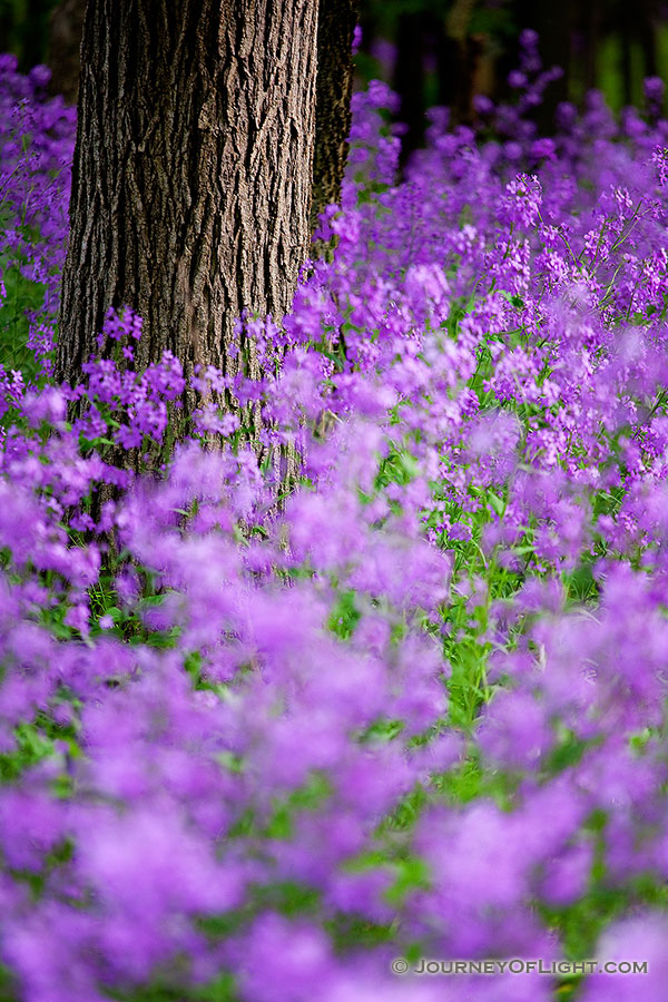 At Schramm, a fragrant, colorful and invasive Dames Rocket grow across the forest floor. - Nebraska Photography