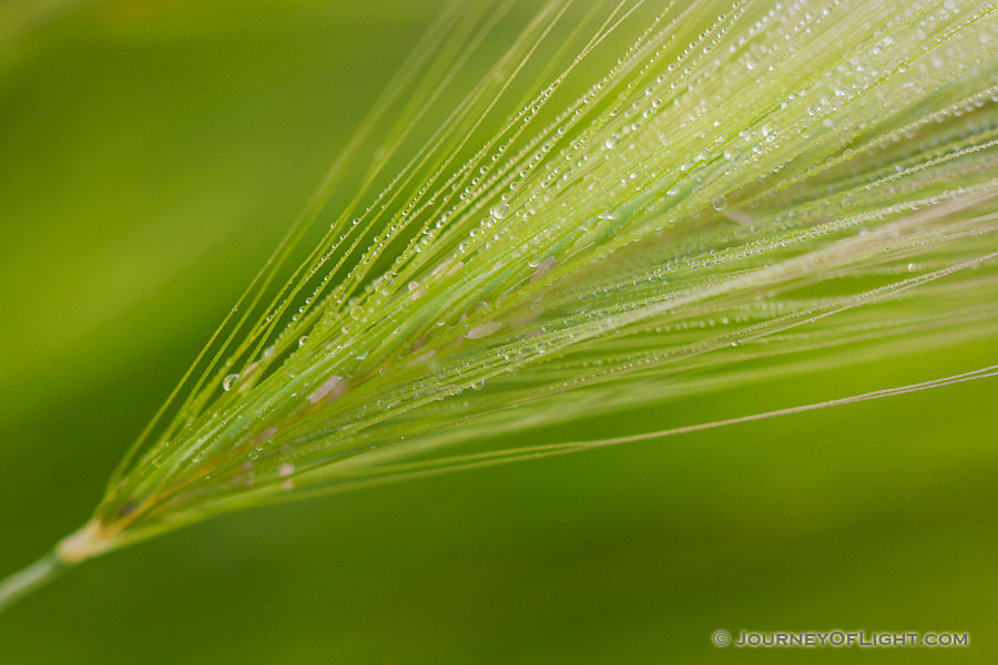 A foxtail in a field is covered with drops of dew in the early morning Theodore Roosevelt National Park. - North Dakota Photography