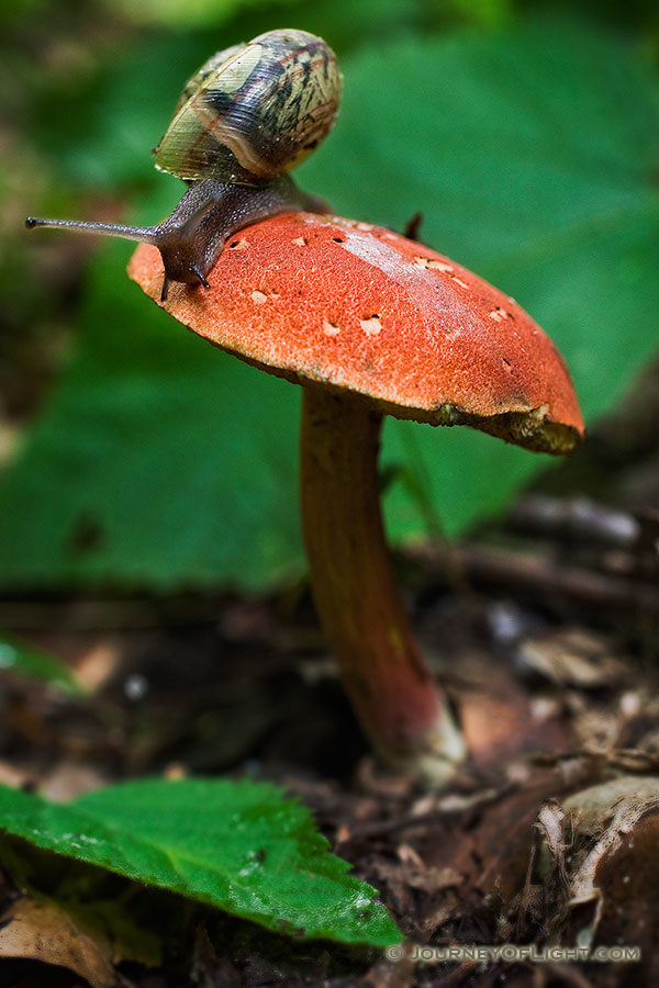 A small snail climbs across a mushroom after a wet spring at Schramm State Recreation Area in eastern Nebraska. - Schramm SRA Photography