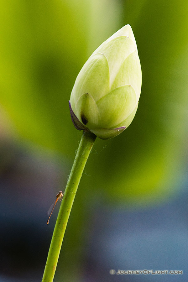 A dragon fly rests on a bud in Wood Duck Pond in DeSoto National Wildlife Refuge. - DeSoto Photography