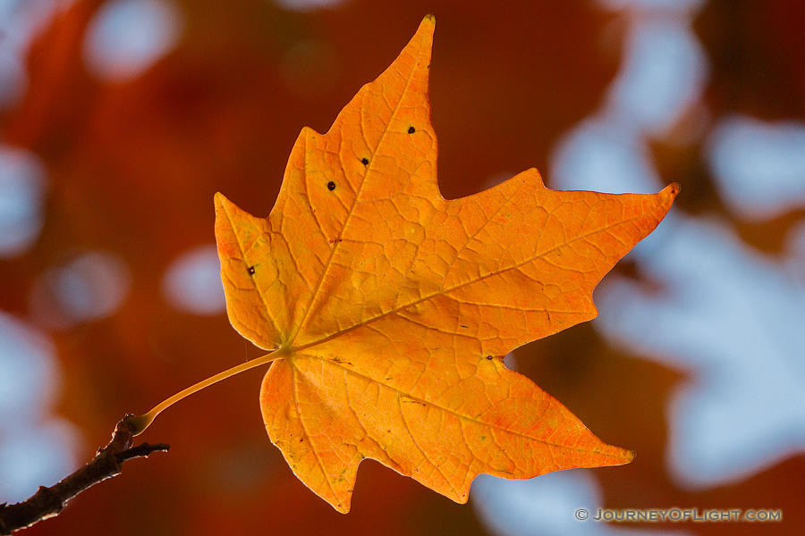 A single red maple leaf glows in the sunlight at Arbor Day Lodge State Park in Nebraska City, Nebraska. - Arbor Day Lodge SP Photography