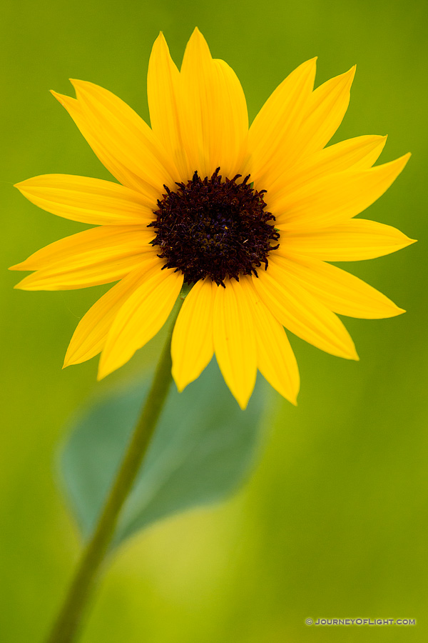 A sunflower grows at the bottom of the canyon in the Painted Canyon in Theodore Roosevelt National Park. - North Dakota Photography