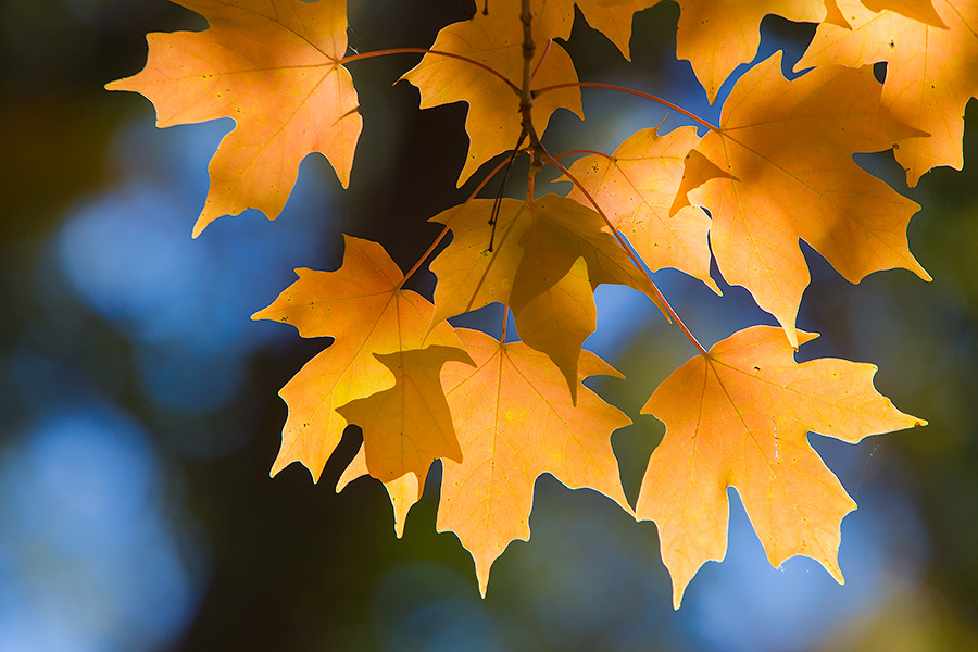 Warm, afternoon sunlight shines through autumn leaves at Arbor Day Lodge State Park in Nebraska City, Nebraska. - Arbor Day Lodge SP Photography