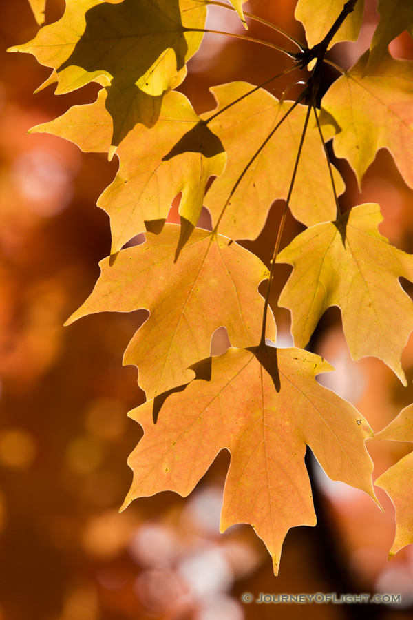 Late afternoon sunlight illuminates autumn maple leaves at Arbor Day Lodge State Park in Nebraska City, Nebraska. - Arbor Day Lodge SP Photography