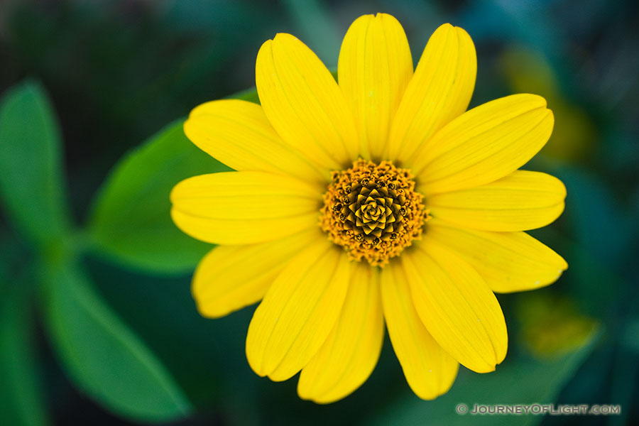 A solitary maximillian sunflower lies in the shadow of a tree, it's mesmerizing design swirling inward. - Nebraska Photography