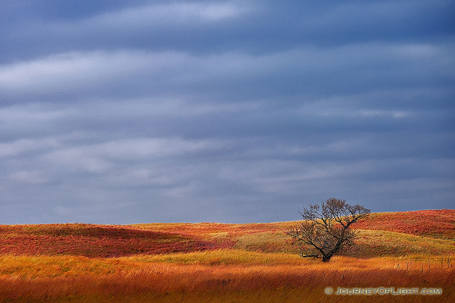 A single tree sits upon the sandhills at Ft. Niobrara National Wildlife Refuge. - Ft. Niobrara Photography