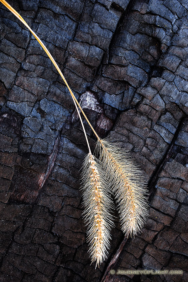 Prairie grasses rest against the burned out trunk of an old cedar at the Niobrara Preserve in Keha Paha county, Nebraska. - Nebraska Photography