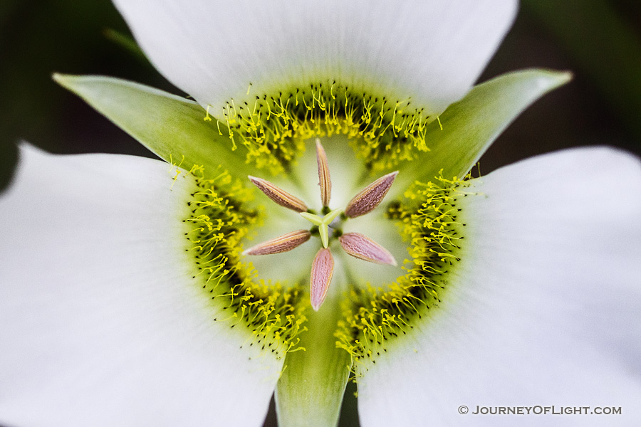 A single, delicate Mariposa Lily grows in the shade of some lodgepole pine trees in Jewel Cave National Park in South Dakota. - South Dakota Photography